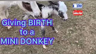 GIVING BIRTH to a MINI DONKEY