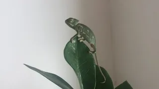 My pet Chameleon Crypto