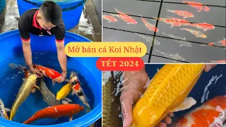 Những bể cá đang mở bán TẾT 2024 - tại SIÊU THỊ CÁ KOI NHẬT.