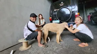 giant standard poodle philippines barako stud