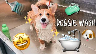 DOGGIE WASH | Grooming our Corgi puppy || Haru & Yuna