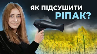 ЧИМ ПІДСУШИТИ РІПАК ПРИ ВИХОДІ З ЗИМИ?