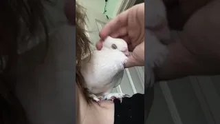 Snuggly pet pigeon