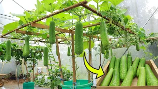 Growing squash on a trellis requires only 1 container - Rooftop squash rig