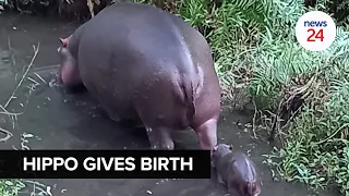 WATCH | World-famous hippo Jessica gives birth to healthy calf in Hoedspruit