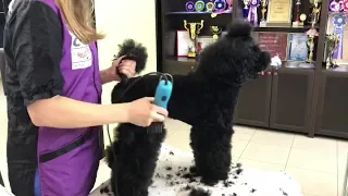 Груминг пуделя в салоне ✂️🐩