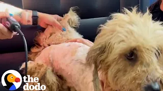 VERY Matted Dog Is Unrecognizable After Five Hour Haircut | The Dodo