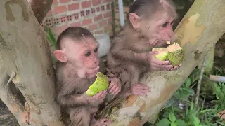 Mimi Kuku was happy when her Mom let her climb a tree to pick fruit