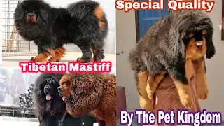 Tibetan Mastiff in India Special Best Quality by Doggyz Divine Call 8700287843