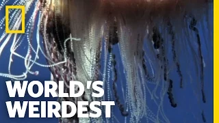 Portuguese Man-of-War | World's Weirdest