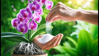 Just pour this at the base ! Your orchid will root and bloom 2000 new flowers instantly