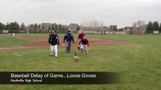 Baseball Delay of Game...The Loose Goose