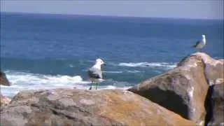 West Coast National Park....Bird, birds, birds