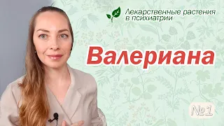 Валериана: бессонница, депрессия, навязчивости, СДВГ  l №1 Лекарственные растения в психиатрии