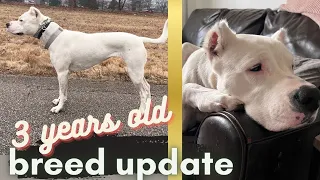 WHAT TO EXPECT WITH FULLY GROWN DOGO ARGENTINO