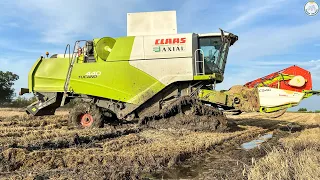 ►Extreme Conditions◄ HARVEST in the MUD 2020 | CLAAS TUCANO 440 | Búza Aratás