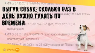 Выгул собак: сколько раз в день нужно гулять по времени