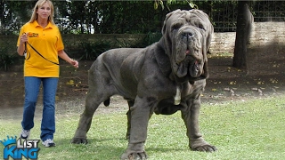 10 BIGGEST DOGS in the World | LIST KING