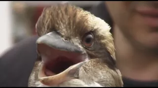 Laughing Kookaburra Close Up (HD)