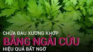 Nguyên nhân gây đau xương khớp ở người trẻ và cách chữa trị hiệu quả bằng ngải cứu | VTC Now