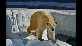 Les animaux du froid - Documentaire animalier