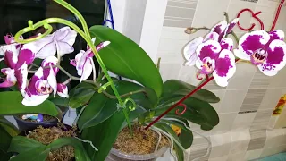 Вялые листья орхидеи, как восстановить.