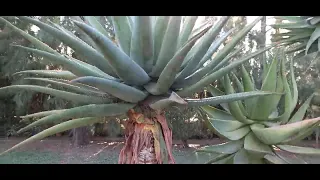 Refaldado del Aloe ferox | El Sueño Jardín Botánico