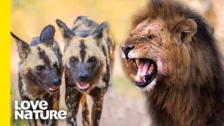 Trespassing Lions Test Their Fate in Wild Dog Territory | Love Nature