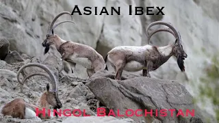 Asian Ibex Hingol National Park Ormada Balochistan.