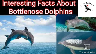 Interesting Facts About Bottlenose Dolphins