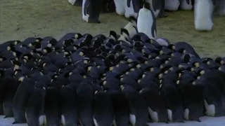 BBC’s Planet Earth: Ice Worlds - Male Emperor Penguins Huddling