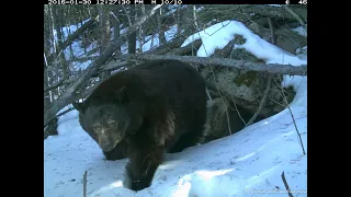 A Bear Gives Birth to Cubs