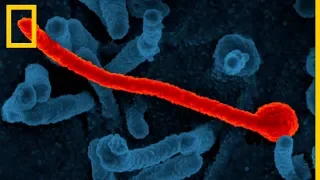 Ciencia 101: el virus del Ébola | National Geographic en Español