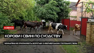 Сусідські війни в Чинадієві: 25 корів, 7 коней та 50 свиней живуть через паркан із людьми