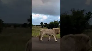 Casper The White Lion