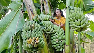 Harvesting Banana Fruit Garden Goes to the market sell | Ly Thi Tam