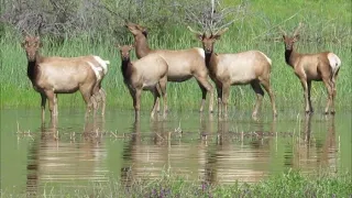 Tule Elk At Watering Hole