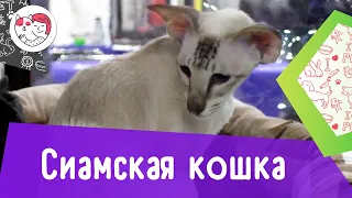 Сиамская кошка. Особенности. Уход.