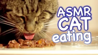 ASMR Cat - Eating #4