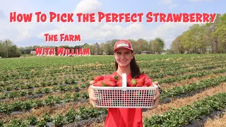 How To Pick the Perfect Strawberry - Strawberry Season is Starting! - The Farm with William