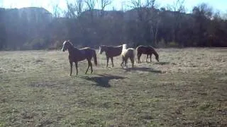 010210 Darlin Rejoins the Herd as a Yearling.AVI