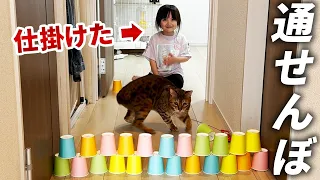 猫の進路を紙コップタワーで塞いでみた。自分も挑戦したくなってしまうイタズラ4歳娘