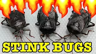 Stink Bug Pest Control Flamethrower Vs Water Save My Lemons