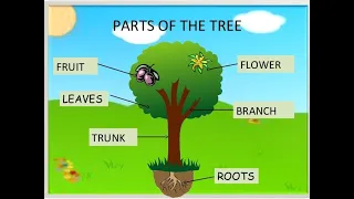 Parts Of The Tree  for kids