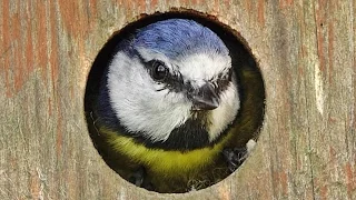 Bird Sounds and Video - Blue Tit Bird Box - One Hour Screensaver