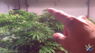 Day28 BigDansTech Pure o2 injected UnderCurrent Hydroponics - Big Dans Genetix