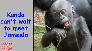 Baby Gorilla - Jameela's First Days in Cleveland No. 1 #gorillas