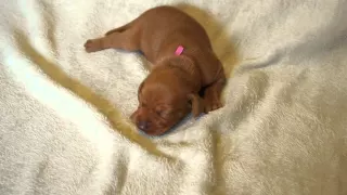 Pink, 1 week old Hungarian Vizsla puppy