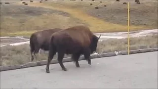 Yellowstone National Park - Йеллоустонский Национальный Парк