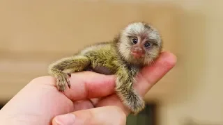 Самые маленькие животные в мире. НЕОБЫЧНЫЕ ЖИВОТНЫЕ. Удивительные факты